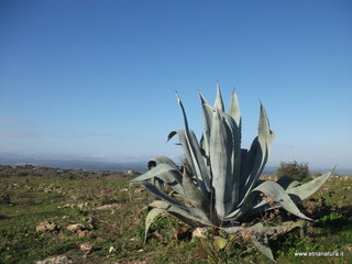 Metapiccola - 13-01-2013 09-33-16.JPG